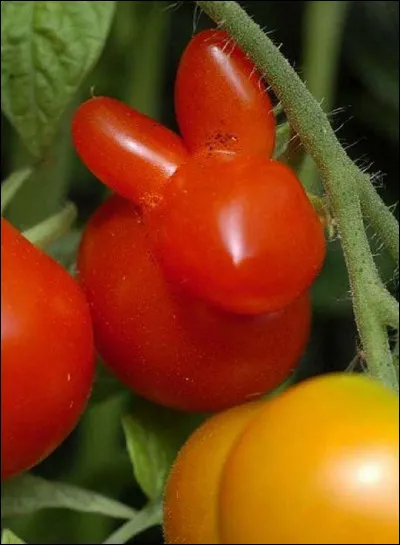 En quoi s'est déguisée la tomate ?