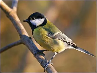 On commence facile, quel est cet oiseau ?