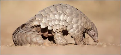 Le virus viendrait d'un pangolin ou d'une chauve-souris sorti d'un laboratoire utilisant des animaux comme cobayes.