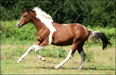 G1 : Quand un cheval a plein de taches ou dit qu'il est...