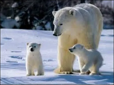 Quel est le nom latin de l'ours blanc ?