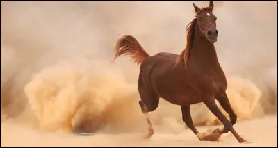 Comment s'appelle l'instrument qui permet de curer les sabots de son cheval ?