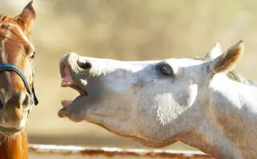 Quiz Chevaux