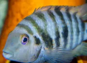 Quiz Quizz cichlids, liste bac pro TCVA