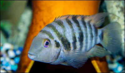 Quel est le nom scientifique du cichlidé zèbre ou nigro ?