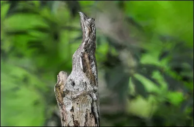 Un animal se cache peut-être sur cette photo !