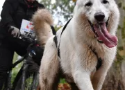 Test Quelle race de chien te correspond le mieux ?