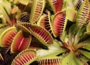 Quiz Les plantes carnivores