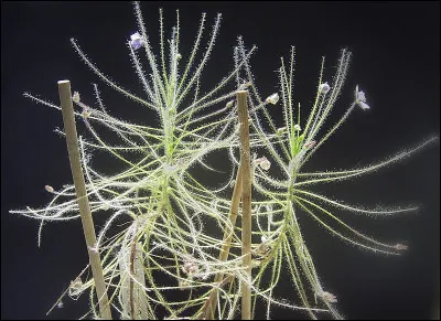 Comment s'appelle cette plante carnivore ?