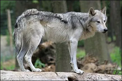 À quelle famille appartient le loup ?