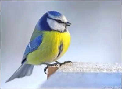 Quel est cet oiseau ?