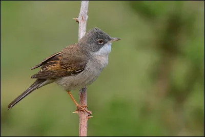 En vous garant sur un parking à proximité de la plage, vous entendez un oiseau chanter. Perché au sommet d'un fourré, il s'agit de...