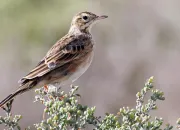 Quiz Quelques oiseaux rares