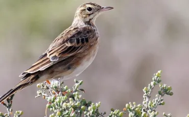 Quiz Oiseaux