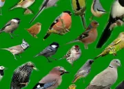 Quiz Oiseaux du monde de A  Z