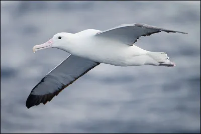 Quel est cet oiseau ?