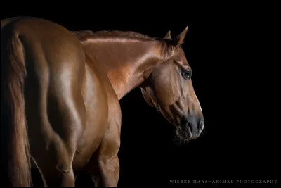 Un cheval possède...