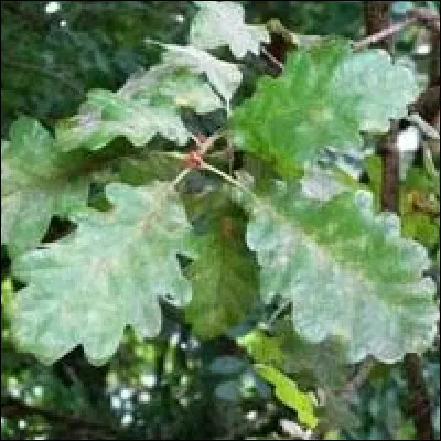 À quel arbre sont ces feuilles ?