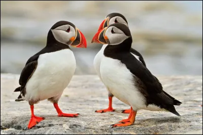 Emblème de la LPO, cet oiseau était autrefois un nicheur commun en Bretagne, mais des expéditions massives de chasseurs l'ont mené à un fort déclin. C'est...