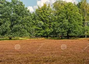 Test Es-tu un lassois ou un illacais ?