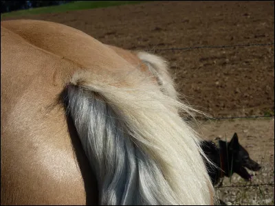 Comment s'appellent les "fesses du cheval" ?