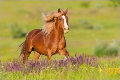 Comment appelle-t-on la partie blanche sur la tête de ce cheval ?