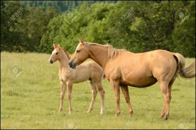 Quelle est la plus petite race de cheval au monde ?