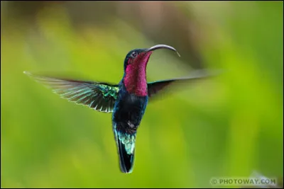 J'ai renoncé à la discussion, elle ne veut rien savoir, elle a une  d'oiseau !