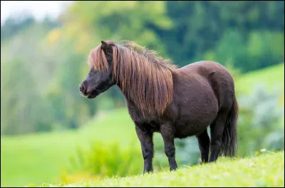 Ce cheval est...