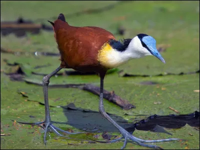 Pourquoi appelle-t-on parfois les jacanas "oiseaux Jésus-Christ" ?