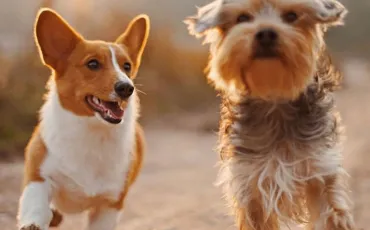 Quiz Races de chiens