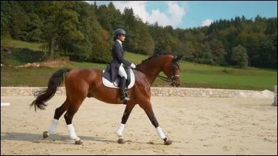 Ton hongre refuse de revenir au pas après votre départ au galop. Son allure s'intensifie et il secoue violemment la tête. Que faire pour le faire revenir au pas ?