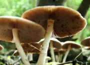 Quiz Les champignons : quiz compliqu