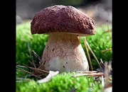 Quiz Les champignons : quiz n2