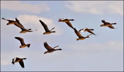 Par dessus l'étang - Soudain j'ai vu - Passer les oies sauvages !