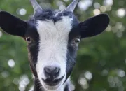 Quiz Les petits des animaux de la ferme