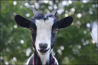 À la ferme du village, une chèvre attend son 