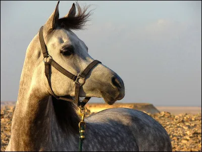 Quelle est cette race de cheval ?