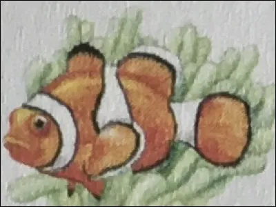 Quel est le nom de ce poisson ?