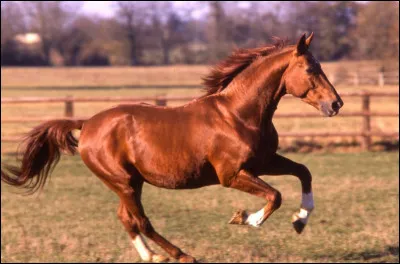 Quelles sont les principales allures du cheval ?