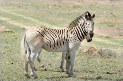 Le quagga est une espèce éteinte.