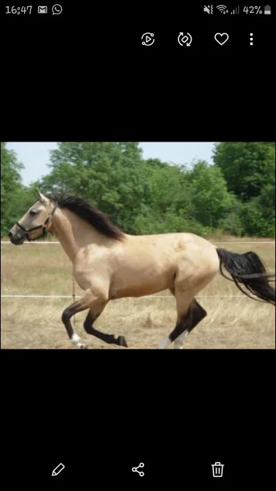 Quel prénom signifie la robe d'un cheval ayant les crins noirs et le corps beige ?