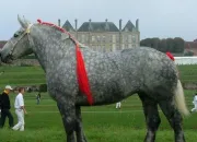 Quiz Chevaux de trait