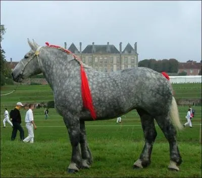 Quelle est cette race ?