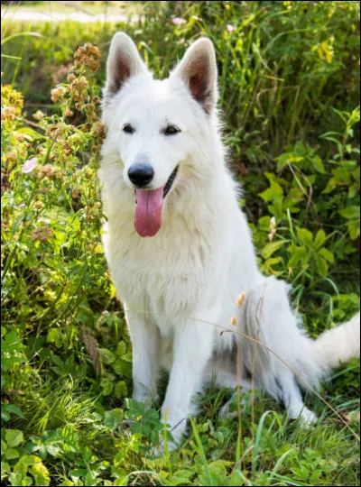 Quelle est cette race de chien ?