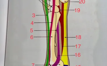 Quiz Equitation