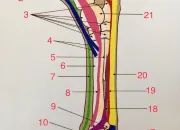 Quiz Anatomie des membres postrieurs