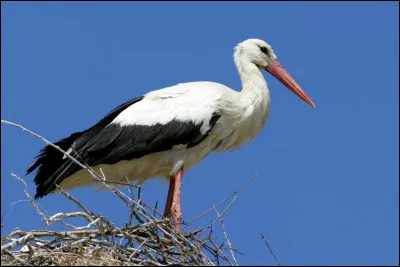 Comment appelle-t-on les petits de la cigogne ?