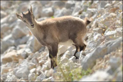 Comment s'appelle le petit du bouc ?