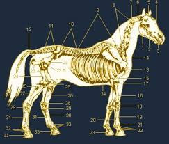 Quiz Chevaux